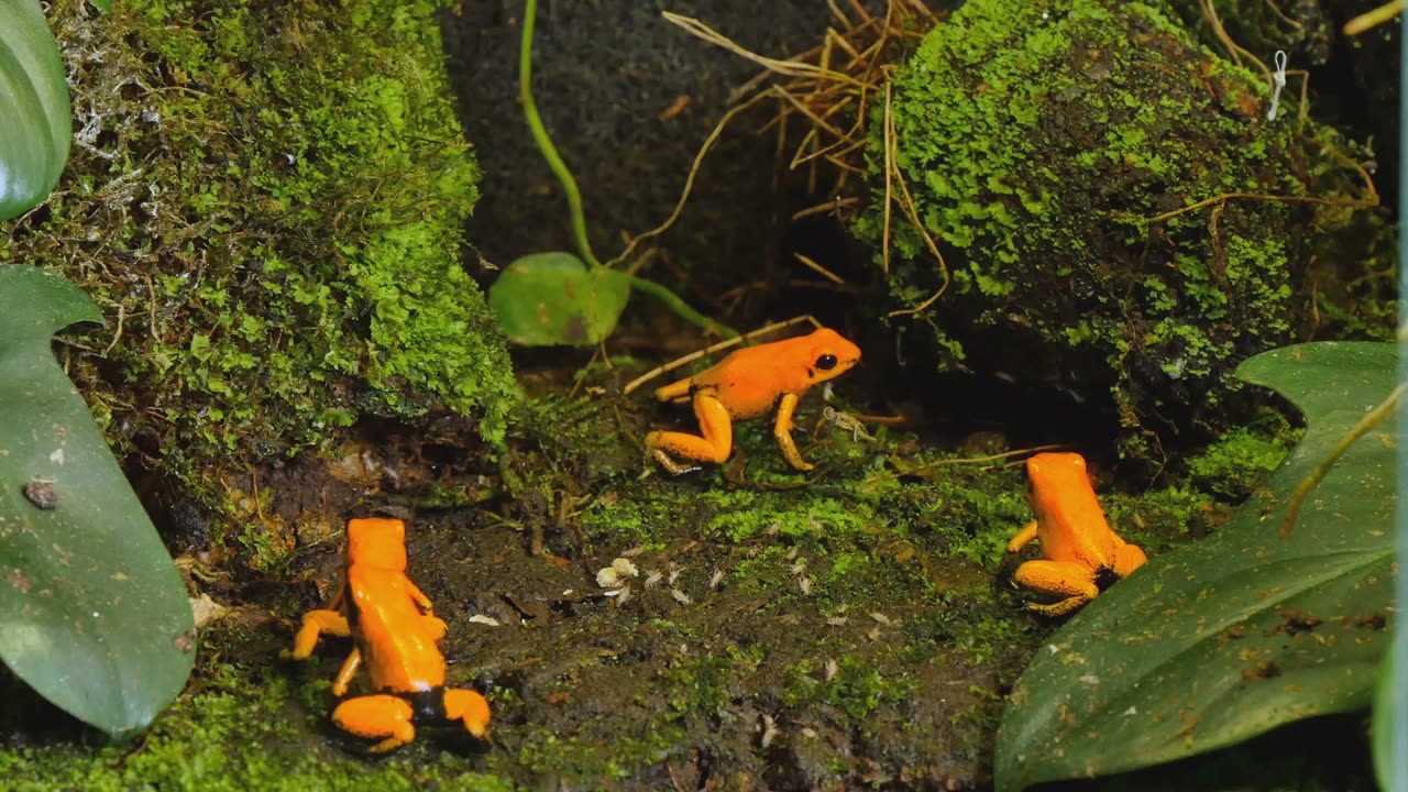 The Fascinating World of Poison Dart Frogs