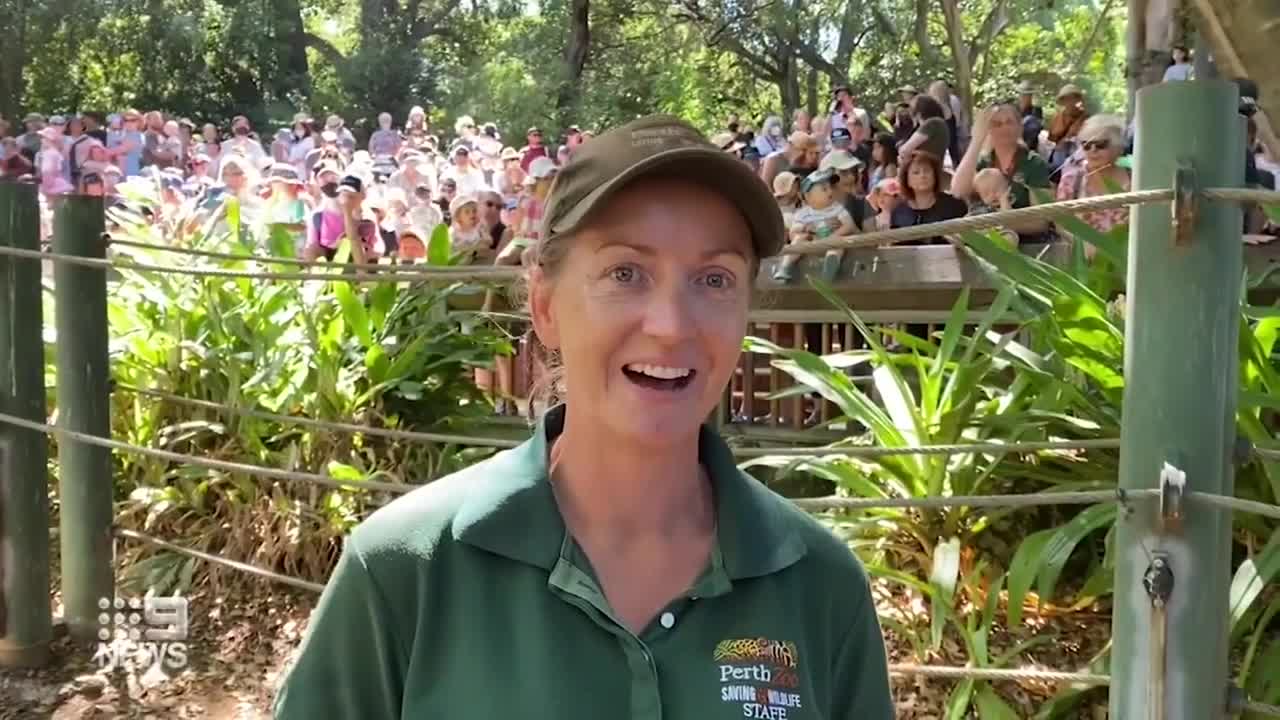 Perth Zoo is preparing to farewell a jumbo icon as Tricia the Elephant nears the end of her life.