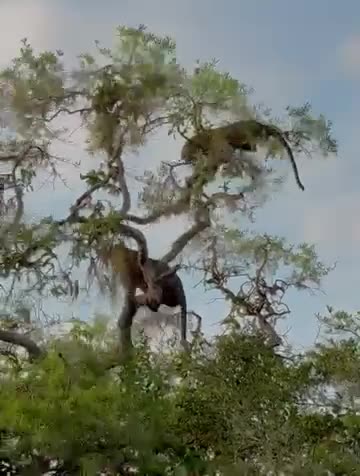 🙀Live recording of two tigers fighting on a tree, Rare Moment