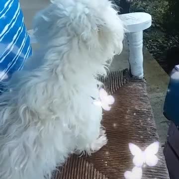 MALTIE THE MALTESE ROCKING IN CHAIR WAITING FOR KATIE TO GET HOME