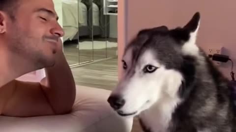 Husky Argues When Asking Her For A Kiss
