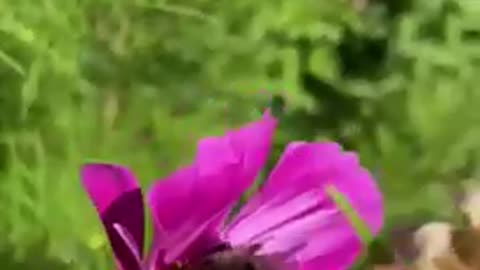 Nature and insect: Bee scavenging on flowers