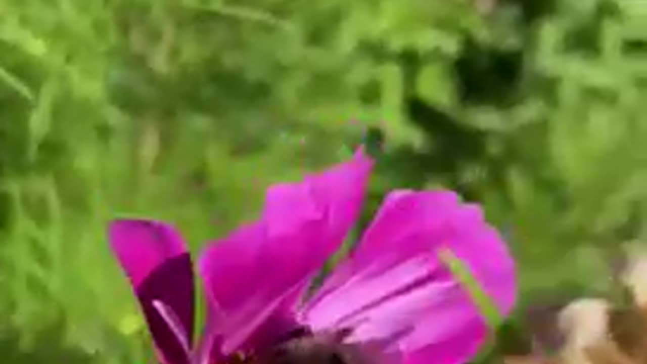 Nature and insect: Bee scavenging on flowers