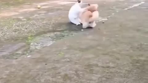 mama cat love for her kittens 🙏😱😍| Cuty kitty | #shorts