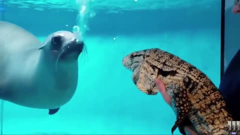 Funny Animals