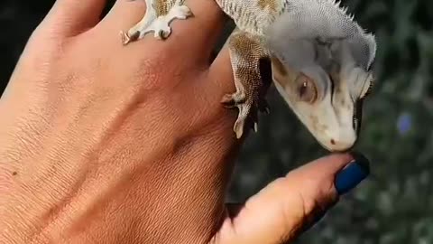 Ahhh, no one can resist such an adorable hand pet, right?