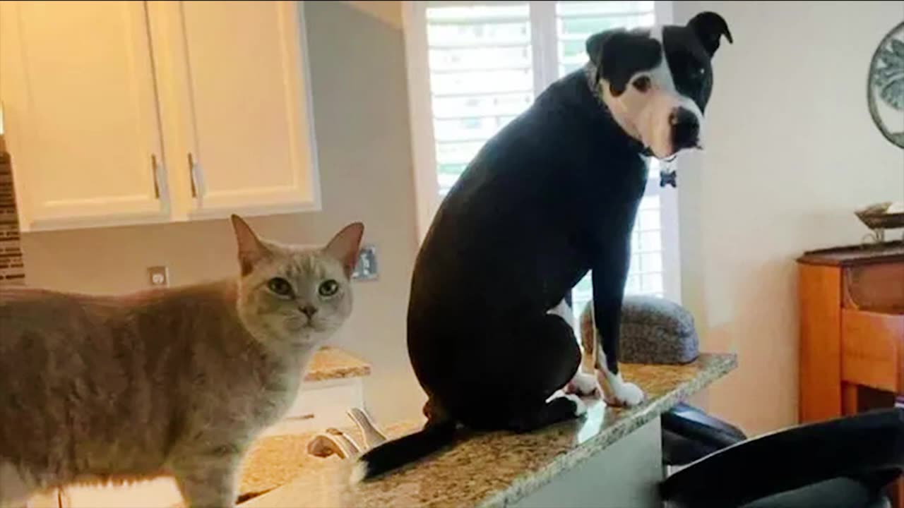 Funny animals find the best ways to be buddies