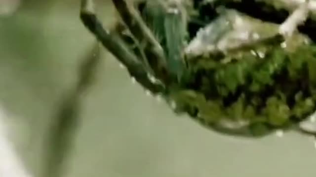 des vrais sniper