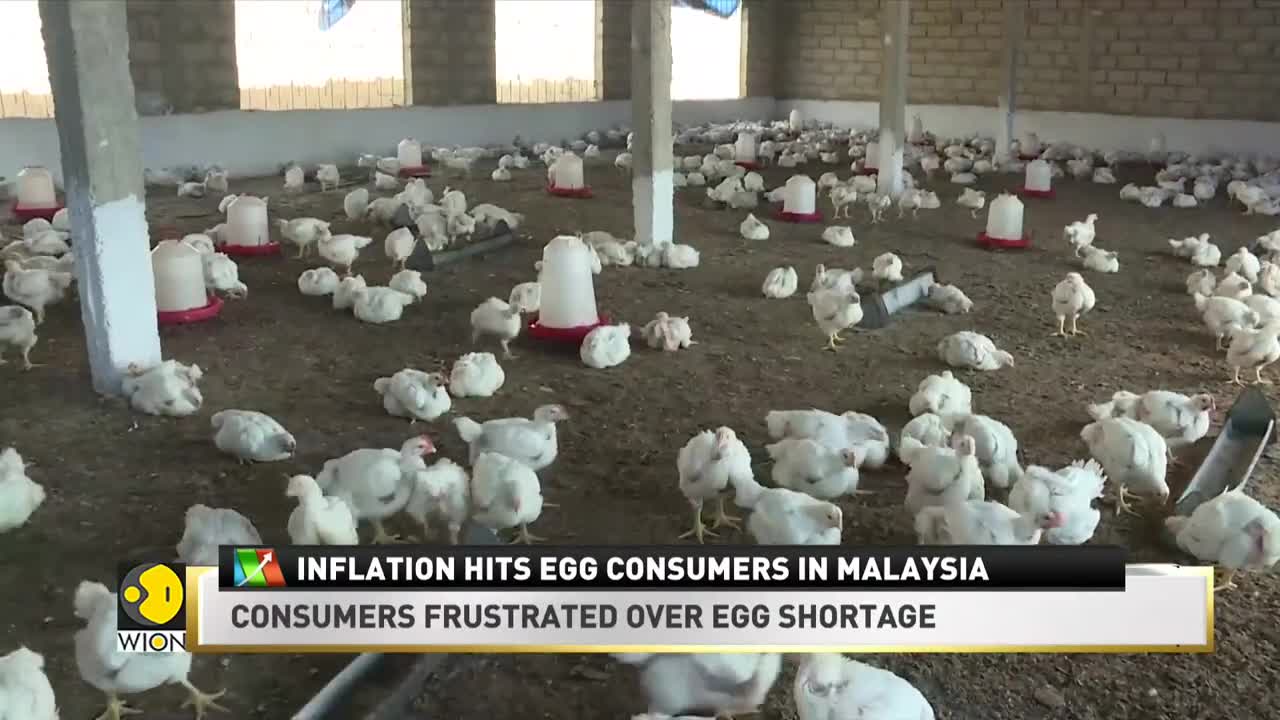 Inflation hits egg consumers in Malaysia