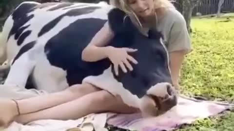 mimimimimi mimimimimimi cow