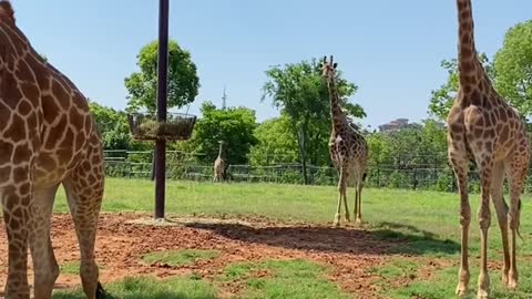 giraffes