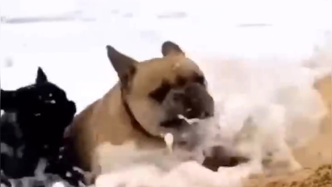 New Funny Videos 2023 😍 Cutest Cats and Dogs 🐱🐶 Part 3