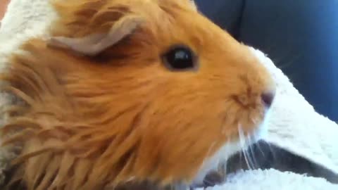 Guinea pig purring