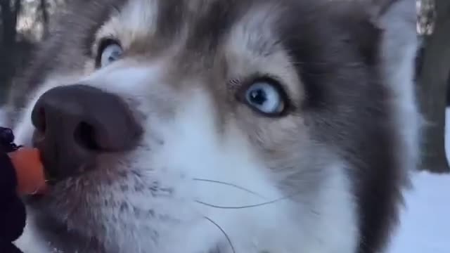 funny & cute animals