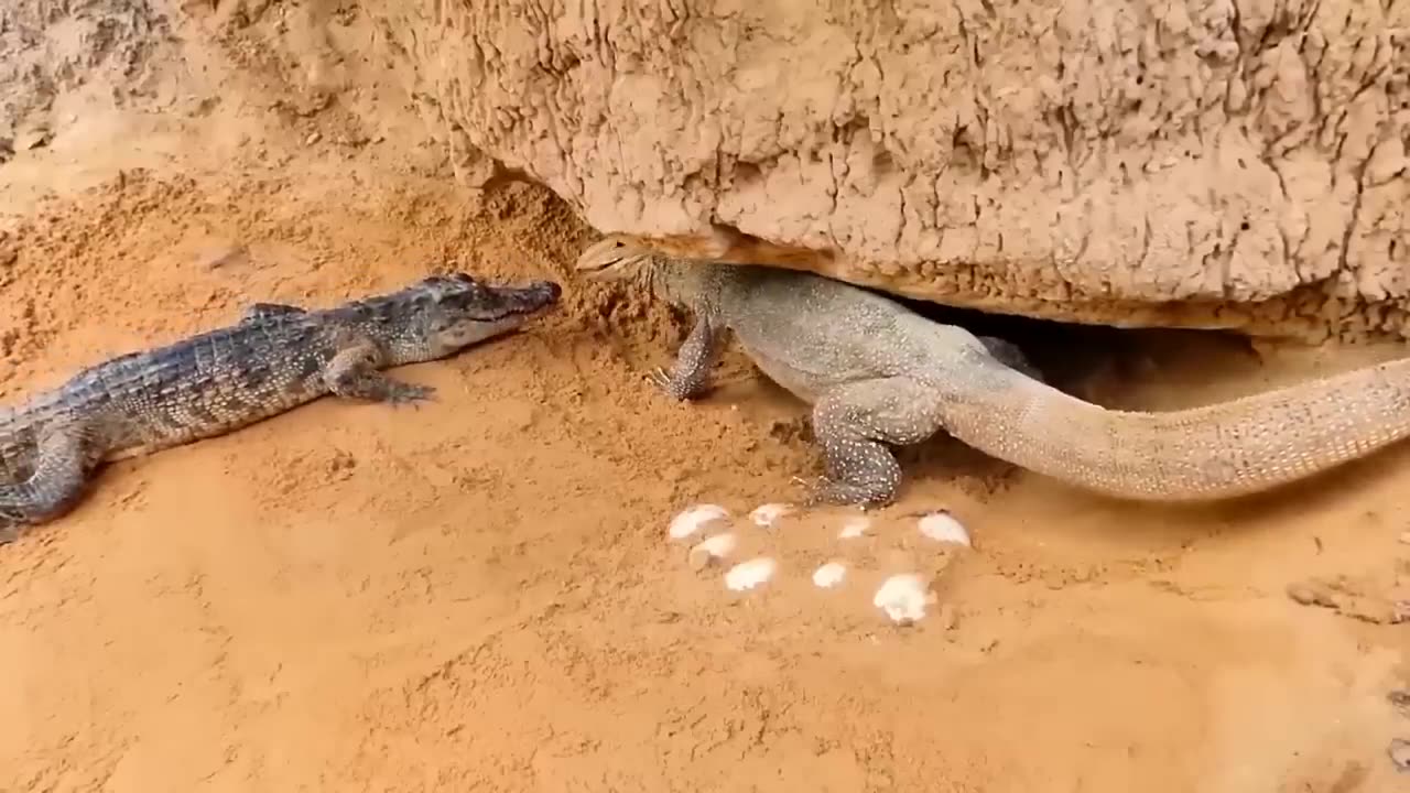 Aghast! The Brutal moment when the fierce lion couldn't avoid the giant lizards Bites.