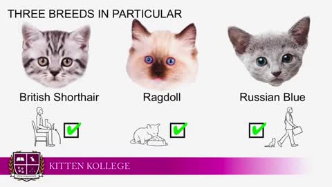 Indoor Kitten Breeds _ Kitten Kollege_4