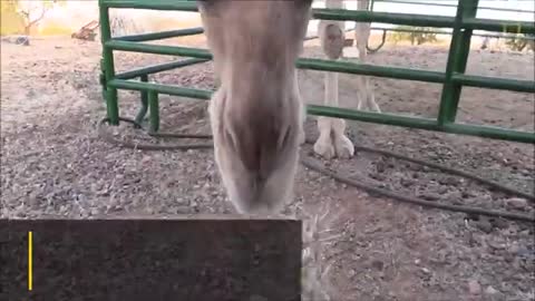 Camels Don't Mind Spines In Their Cacti - Nat Geo Wild_Cut