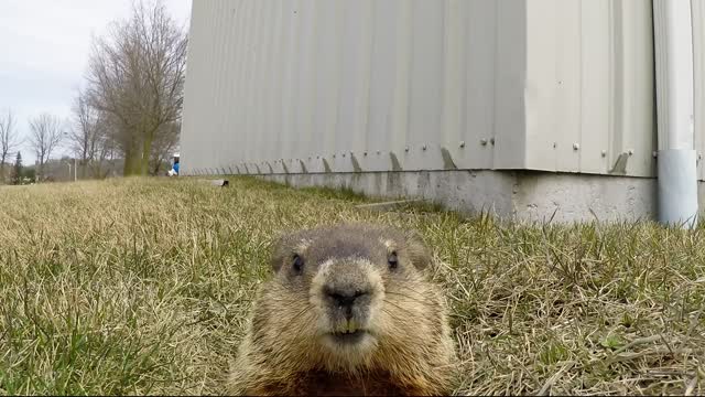 Curioso roedor examina de cerca una GoPro