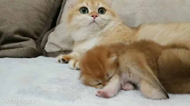 Adorable Cute Meowing Kittens 11 Days After Birth | ASMR Video 2020
