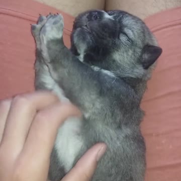 Haciéndole cosquillas a un cachorro Husky recién nacido