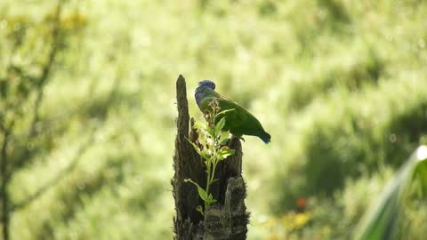 Green parrot