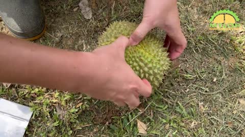 MyLOH Durian - 2022 2nd Durian Season in Malaysia just Started with D18 Sunset 【麥羅榴蓮果園】D18大馬第二個榴槤季開始