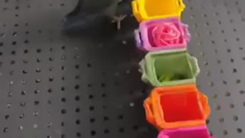 Cute parrot 🦜 beautiful parrot 🦜 viral like 👍🏻