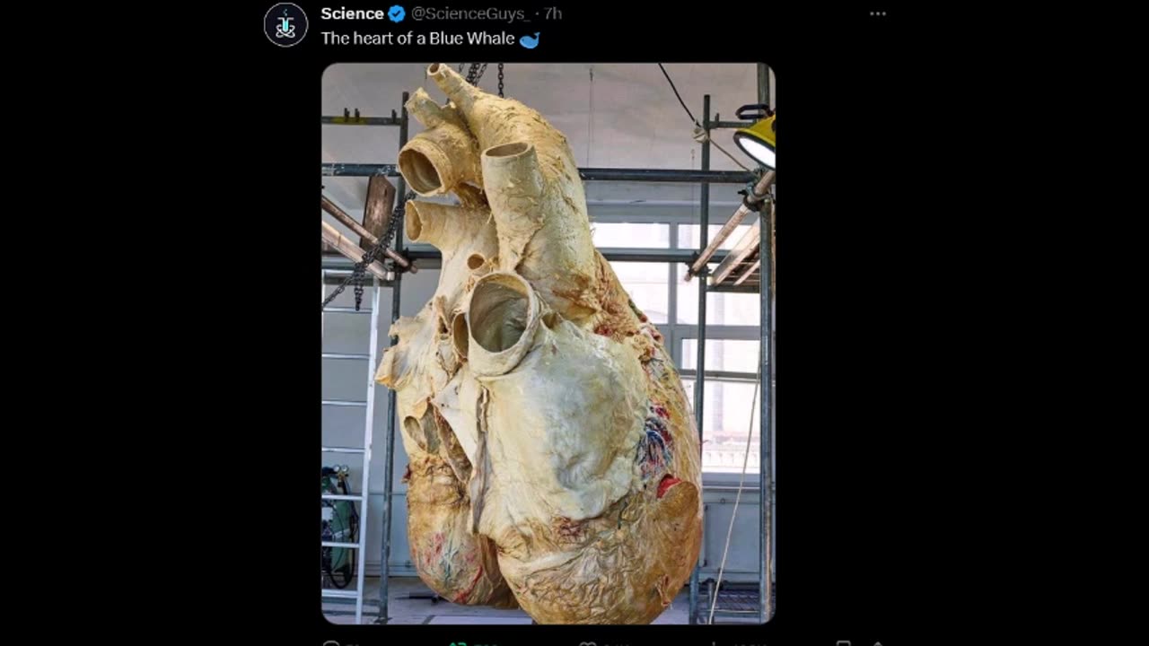 Science - heart of a blue whale