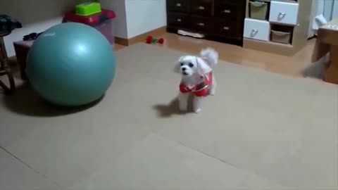 Funny dog video