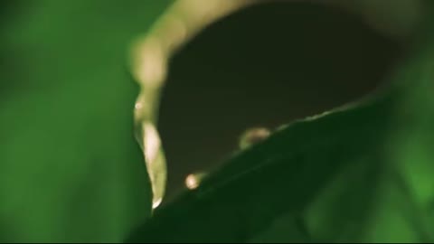 thee tree __ Inspirational Short Filmn