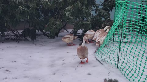 Eating Icicles