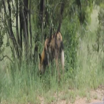 African wild dog wild kratts #Shorts