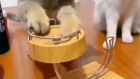 cute cat | funny video | funny dog | funny animals video