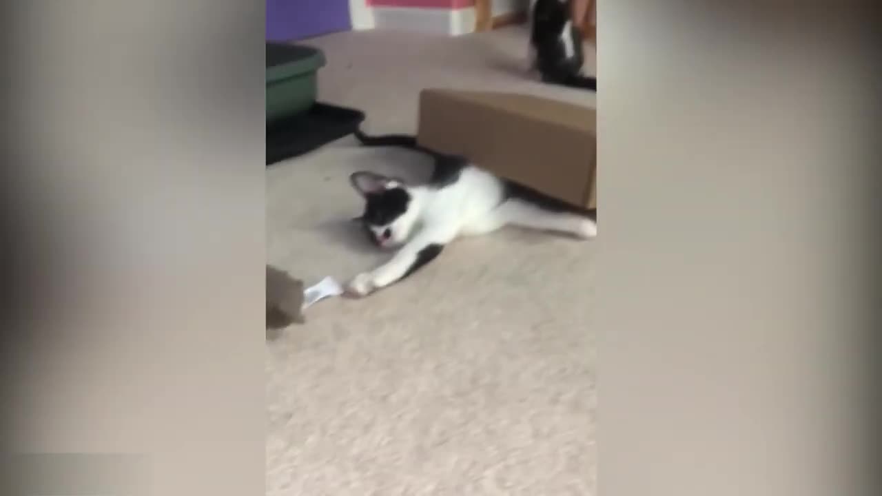 FUNNY ANIMALS Funny and Cute