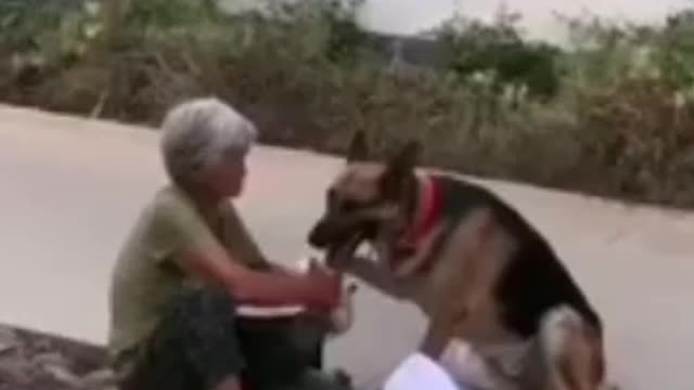 Girl's helping dog