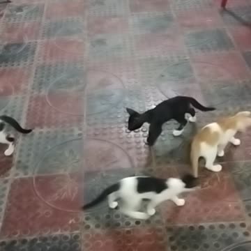 Four Baby cat enjoying at the floor