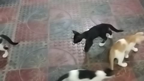 Four Baby cat enjoying at the floor