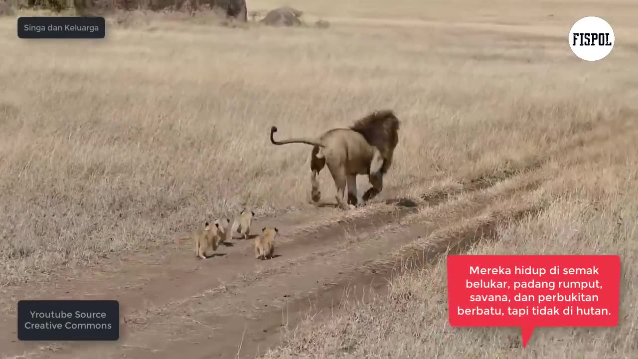 A family of lions and their young cubs