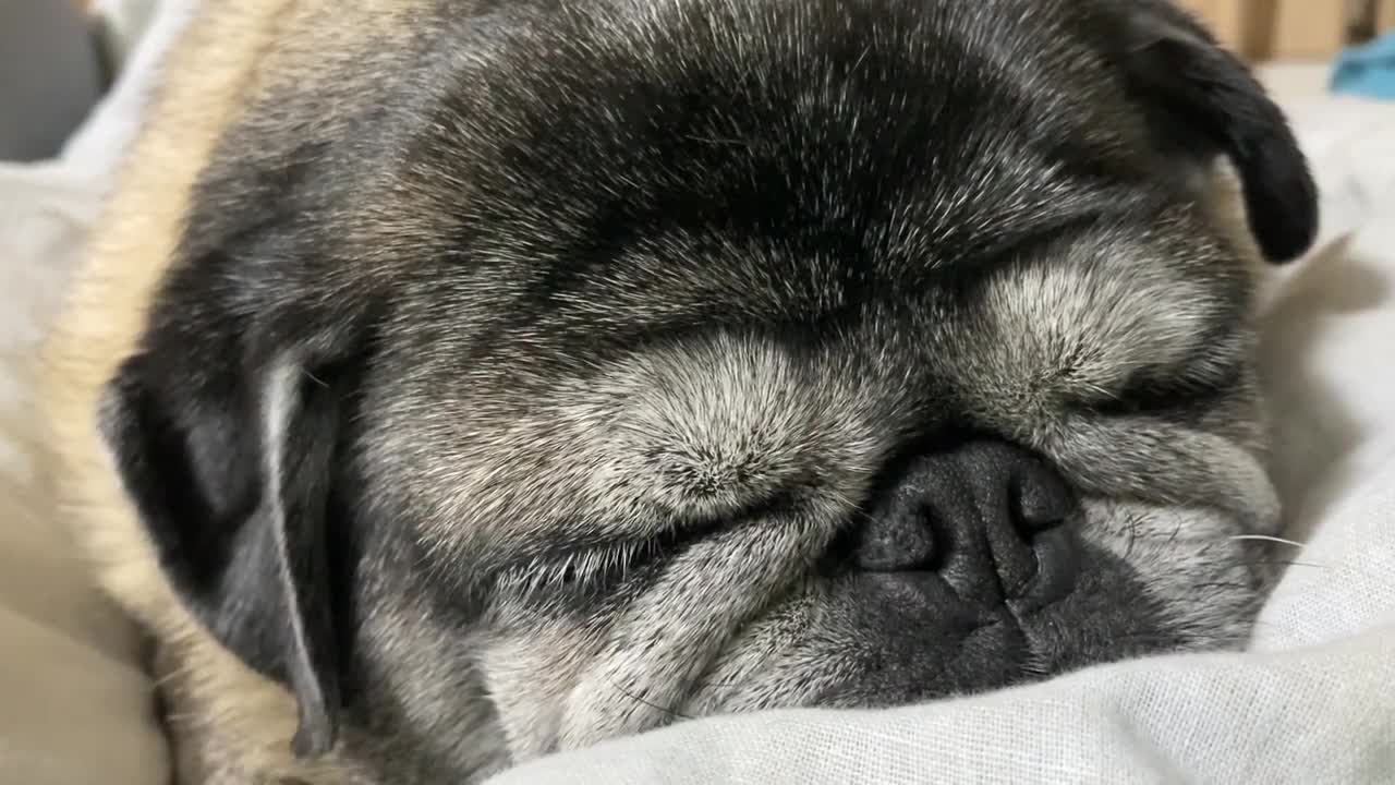 20221210パグのマリアさん。Pug Maria