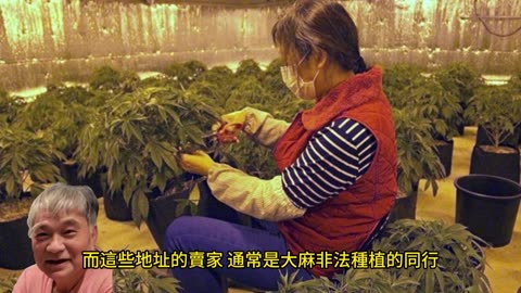 大麻價崩 華人退出