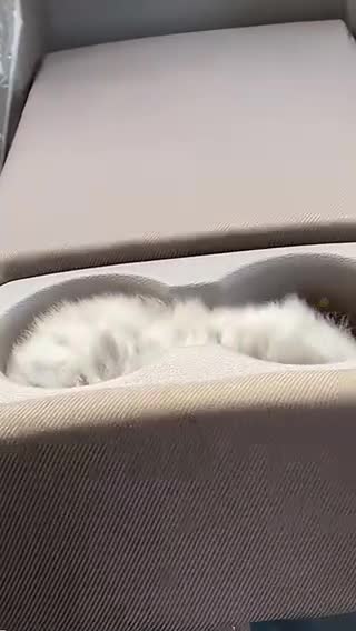 Funny Cat Compilation