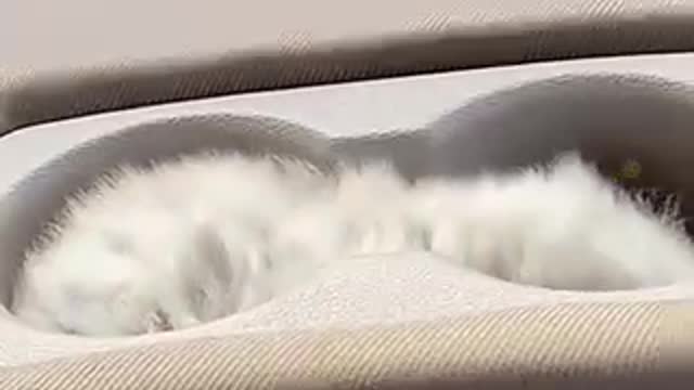 Funny Cat Compilation