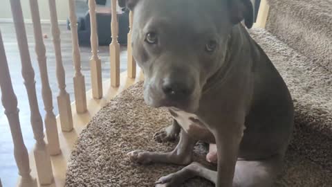 What Pitbull Dogs Are Really Like