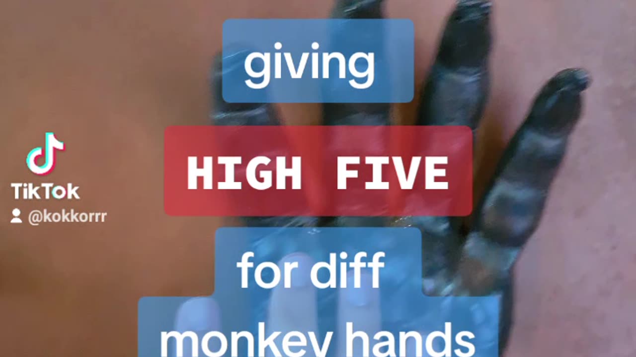 Giving high fives to different monkey ape hands, cool funny high five monkey hands. aapjes handjes