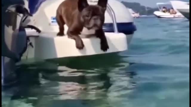 I didn't think the dog would go in the water, but in the end he did