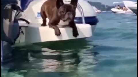 I didn't think the dog would go in the water, but in the end he did