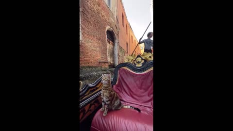 VIP tourist in Venice!