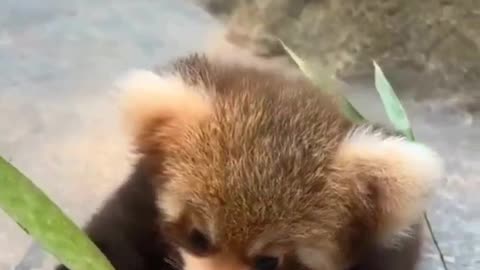 Good morning from a red panda!