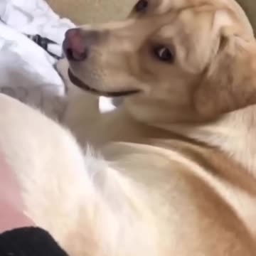 Episode 7| cute cats and dogs compilation video | cutest baby animals