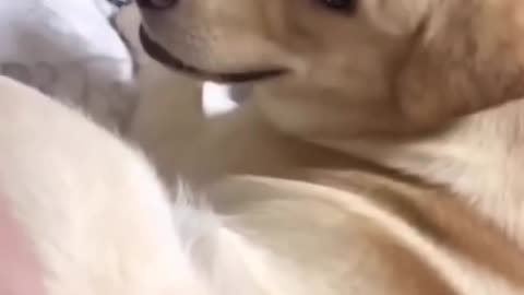 Episode 7| cute cats and dogs compilation video | cutest baby animals